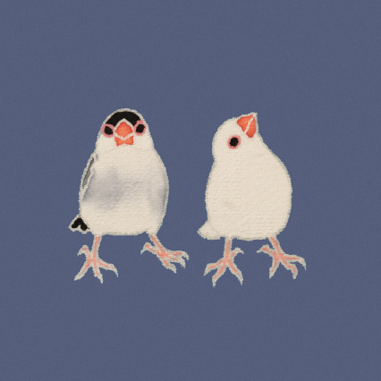 カテゴリ:文鳥